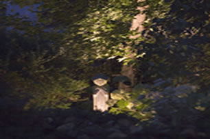 outdoor accent lighting